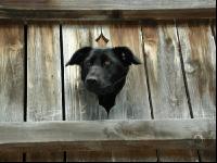Hund am Balkon