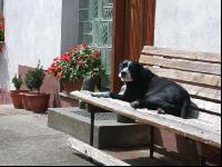 Hund auf Bank 1