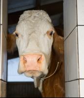 Kuhportrait Fleckvieh 19