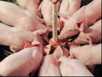 Ferkel Rundtrog 7