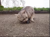 Katze frisst Maus 