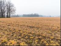 Aufwuchs vor Soja totgespritzt