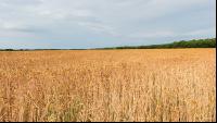 Spelt 9