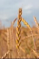 Spelt 12