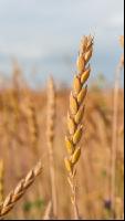 Spelt 13