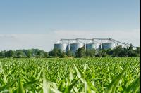 Mais  und Silo 1