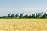 Weizenfeld und Getreidesilos 5