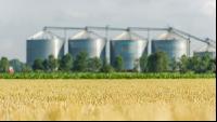 Weizenfeld und Getreidesilos 4