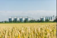Weizenfeld und Getreidesilos 3