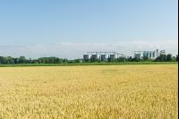 Weizenfeld und Getreidesilos 2