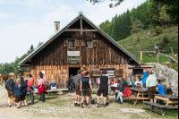 Alpine cattle drive 1