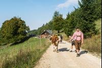 Alpine cattle drive 2