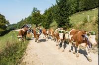 Alpine cattle drive 3