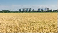 Weizenfeld und Getreidesilos 1