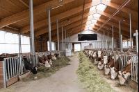 Grascobs Fütterung 1