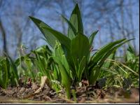 ramsons 30