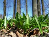 ramsons 31