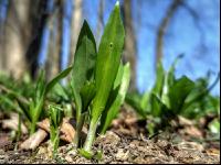 ramsons 32