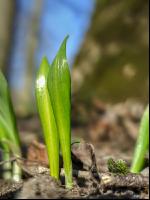 ramsons 33