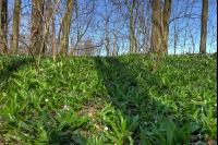ramsons 34