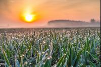 Sonnenaufgang Weizen 3