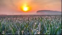 Sonnenaufgang Weizen 2