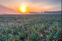 Sonnenaufgang Weizen 1