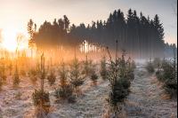 Fichtenaufforstung Nebel 