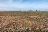 Frosted intermediate crop 2