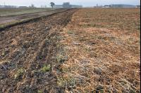 Frosted intermediate crop 1