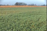 Gerste Bestockung 53