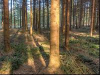 Fichtenwald 35