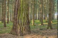 Lärche im Fichtenwald