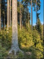 Fichtenwald 31