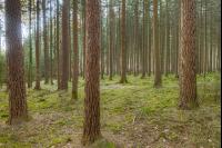 Lärchen im Nadelmischwald