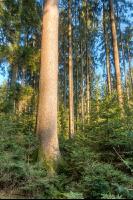 Fichtenwald 41