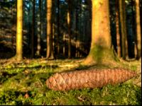 Abendstimmung Fichte 2