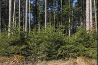 Tannenwald 1