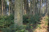 Tannenwald 4