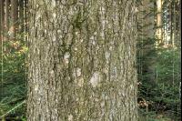 Tannenwald 5