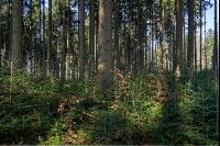 Tannenwald 6