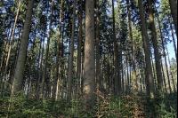 Tannenwald 7