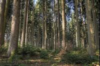 Tannenwald 8