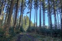 Tannenwald 9