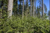Tannenwald 11