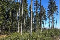 Tannenwald 12