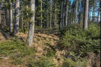 Tannenwald 13