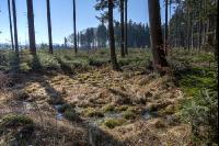 Sumpfige Stelle im Tannenwald