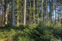 Tannenwald 14