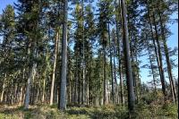 Tannenwald 15